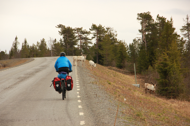 Rentiere auf den Straßen in Norwegen © Birgit und Christine
